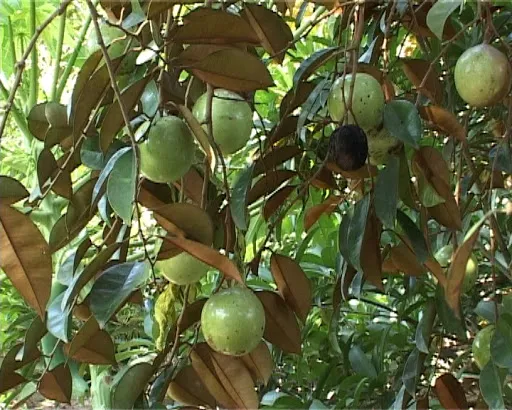 Đặc điểm sinh học quan trọng của cây vú sữa giúp cây tỏa bóng mát và cho quả ngon