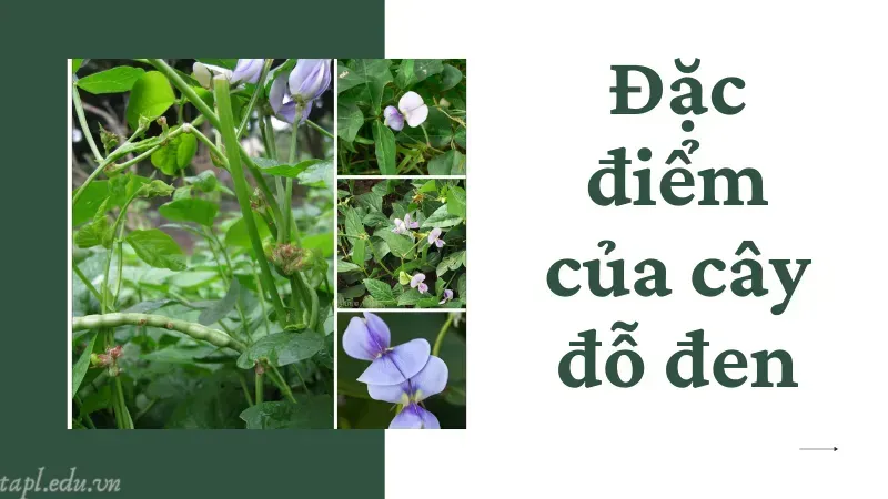 Đặc điểm sinh học và hình dáng của cây đỗ đen