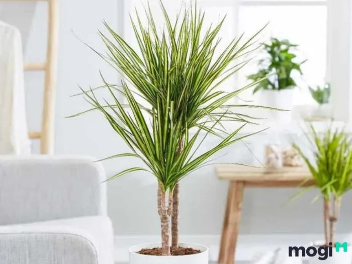 Đặc điểm sinh học và hình dáng lá nhỏ của cây Thần Tài Núi