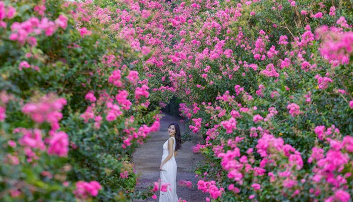 Đặc điểm sinh học và ý nghĩa phong thủy cây tường vi trong kiến trúc nhà ở