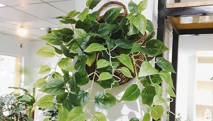 Đặc điểm sinh trưởng của cây Vạn Niên Thanh leo cột và rễ khí