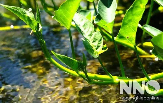 Đặc điểm sinh trưởng và thân cành của cây rau muống nước