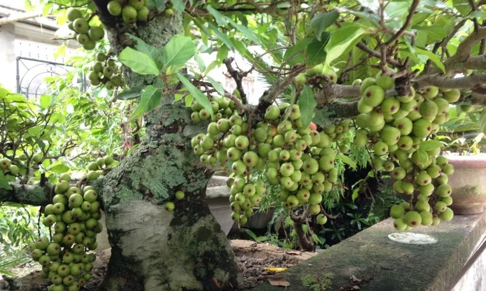Đặc điểm thân gỗ và tán lá xum xuê của cây sung cảnh ta phổ biến tại Việt Nam
