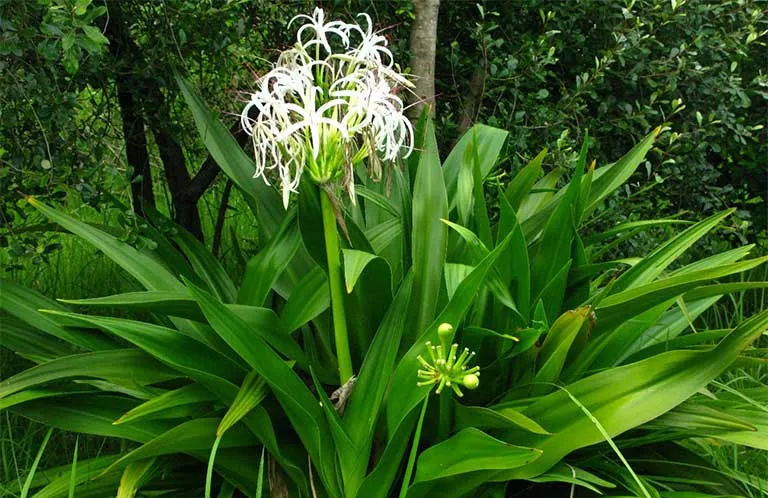 Đặc điểm thực vật học chi tiết của cây Đại Tướng Quân với lá dài, xanh và củ lớn