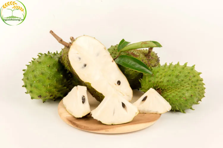 Đặc điểm thực vật học của cây mãng cầu xiêm