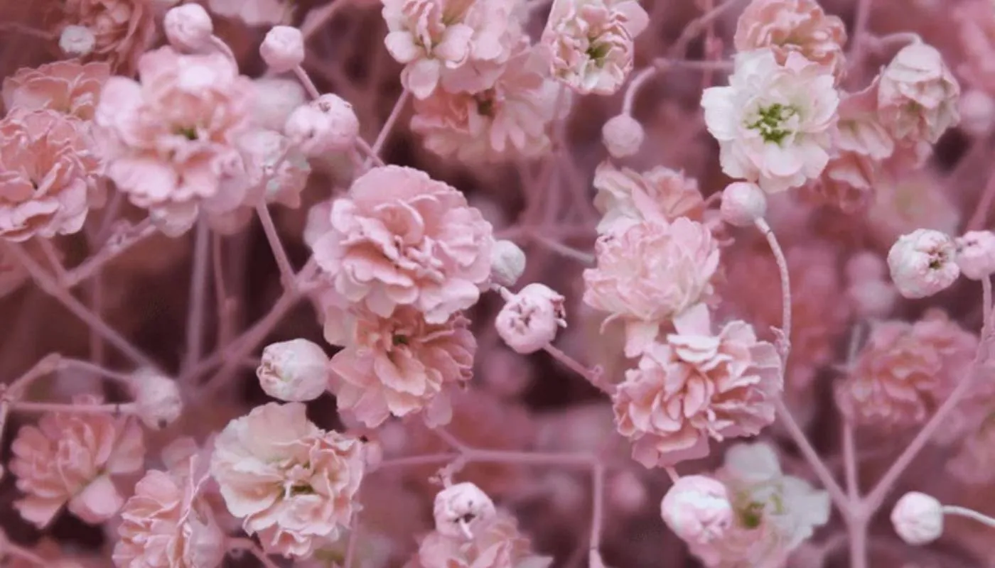 Đặc điểm thực vật học và tổng quan về hoa baby’s breath