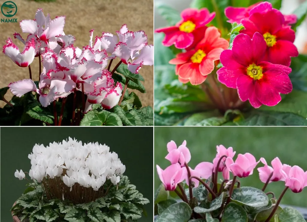 Đặc điểm và các màu sắc phổ biến của hoa anh thảo