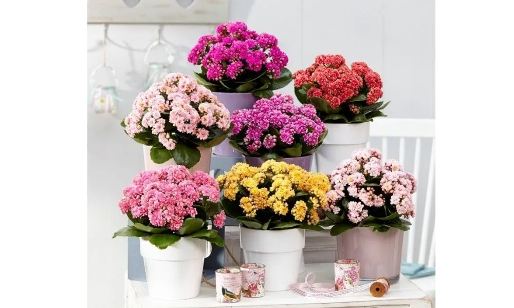 Đặc điểm và ý nghĩa của cây sống đời