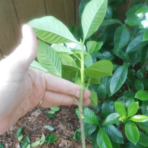 Đặc tính sinh trưởng của hoa hải đường ảnh hưởng đến kỹ thuật trồng cây và chăm sóc