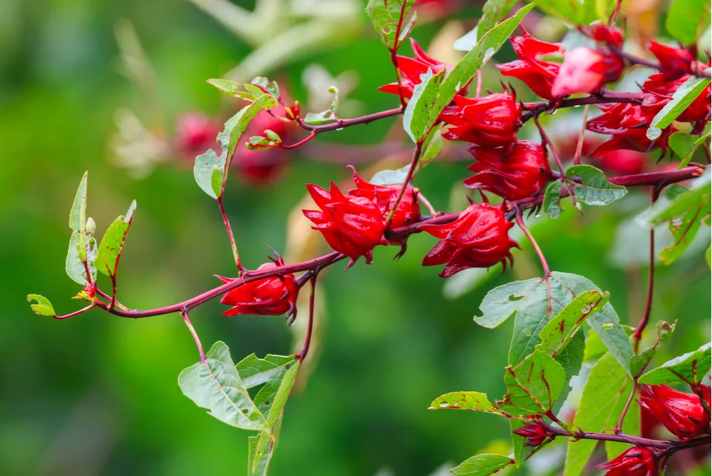 Đài hoa atiso đỏ tươi mới trên cây