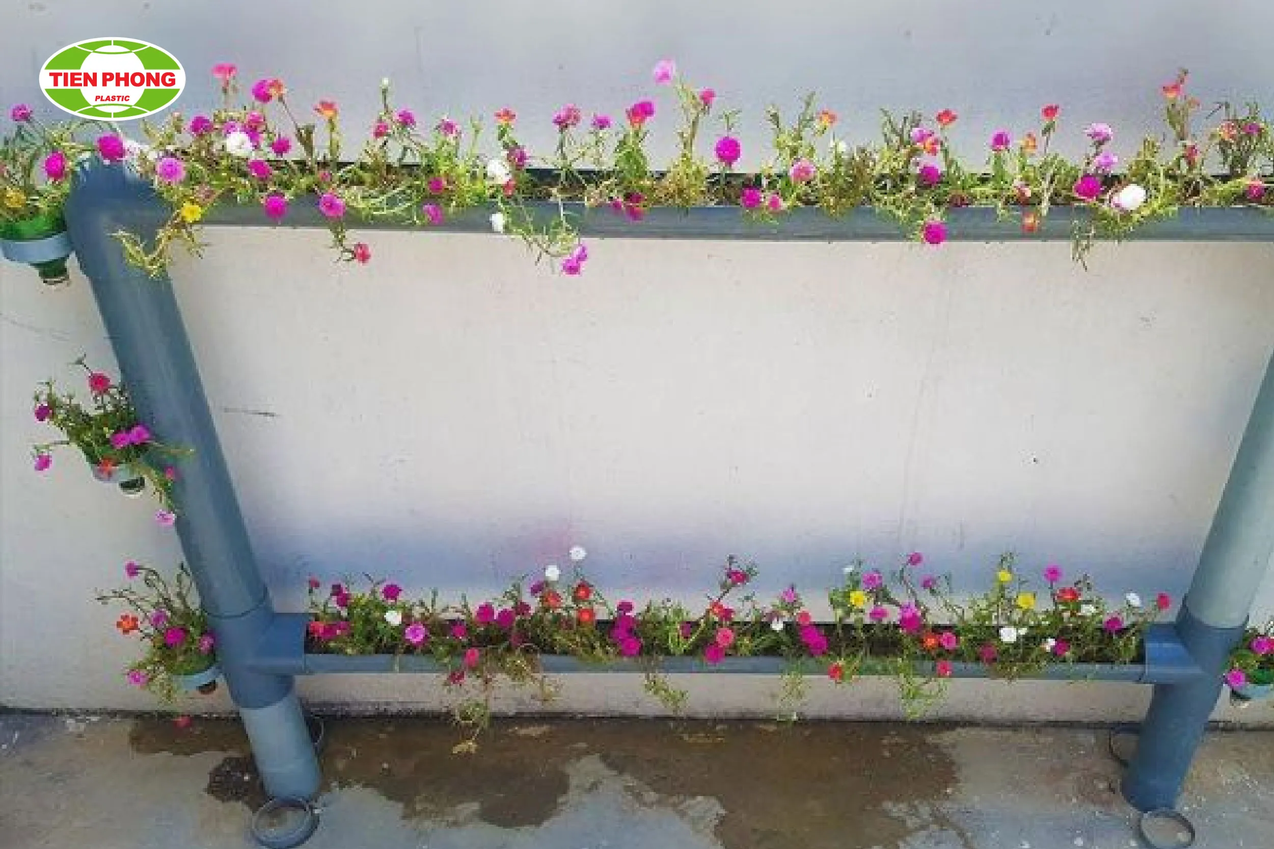 Dải hoa mười giờ được trồng theo kiểu chậu ống nhựa ngang