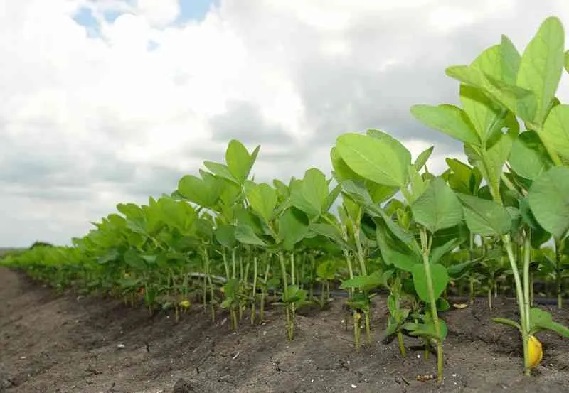 Đảm bảo quy trình làm đất đúng chuẩn kỹ thuật để canh tác thuận lợi