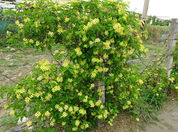 Dàn cây dây leo mai hoàng yến rủ hoa vàng, hướng dẫn cách chăm sóc cây hoàng yến ra hoa đẹp quanh năm