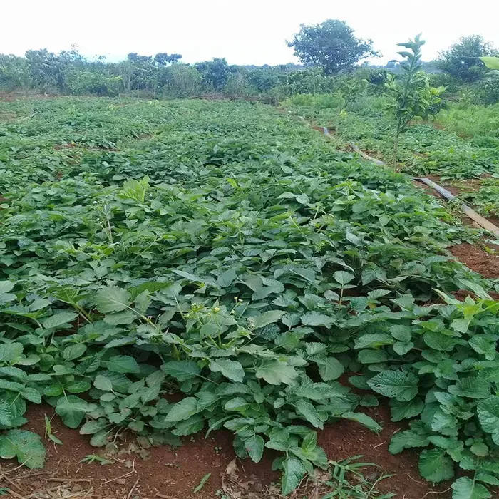 Đan sâm, có rễ màu đỏ nâu, là vị thuốc quan trọng trong Đông y dùng để hoạt huyết và an thần