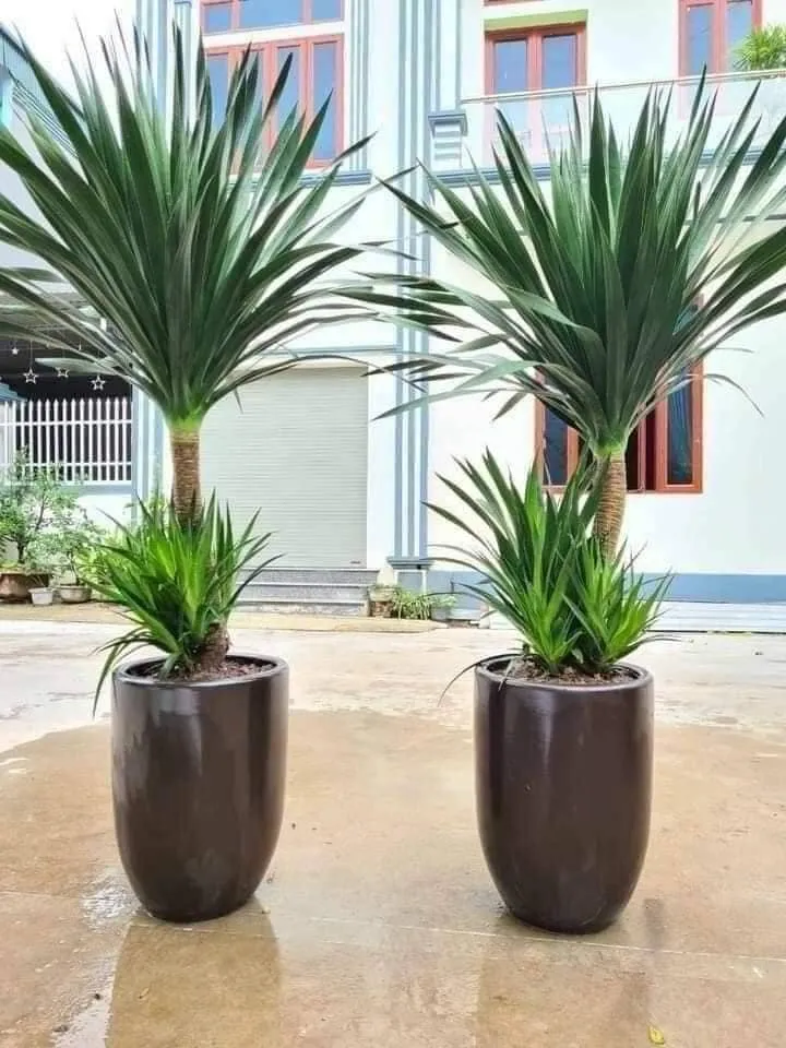 Dáng cây Phát Tài Núi độc đáo và vững chãi, thường được chọn làm cây cảnh phong thủy