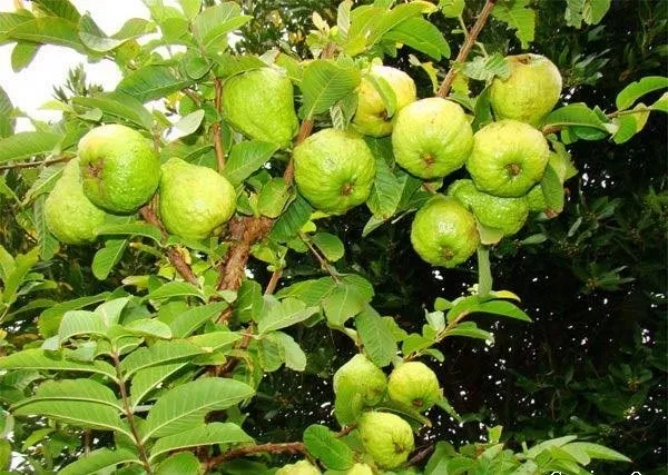 Đánh giá chung về cây ổi Nữ Hoàng và khả năng thích nghi khí hậu