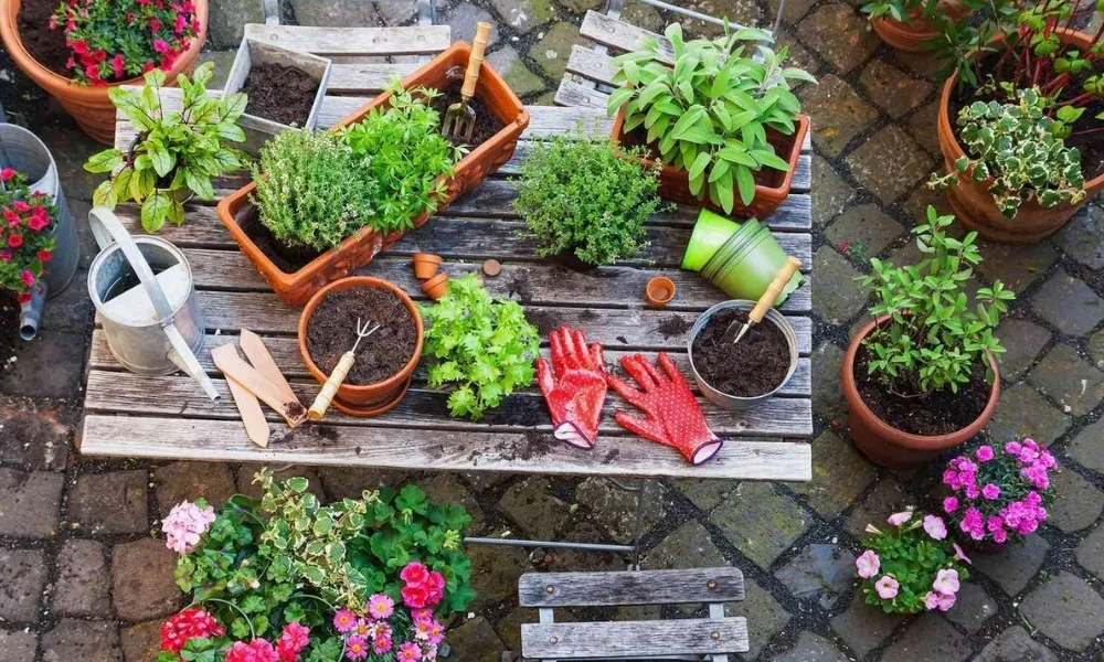 Danh sách các loại cây nên trồng trong chậu nhỏ phù hợp với không gian nội thất