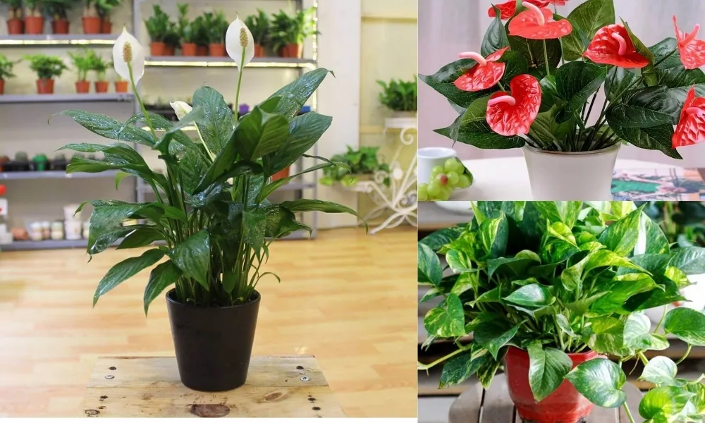 Danh sách các loại cây trong nhà nên trồng mà không cần ánh sáng nhiều