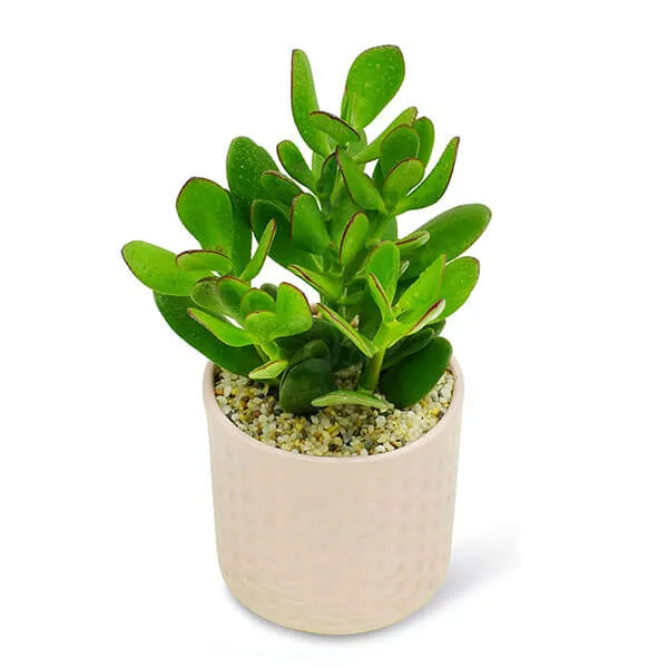 Danh sách cây cảnh thuộc hành Mộc tương sinh với người Giáp Tuất 1994