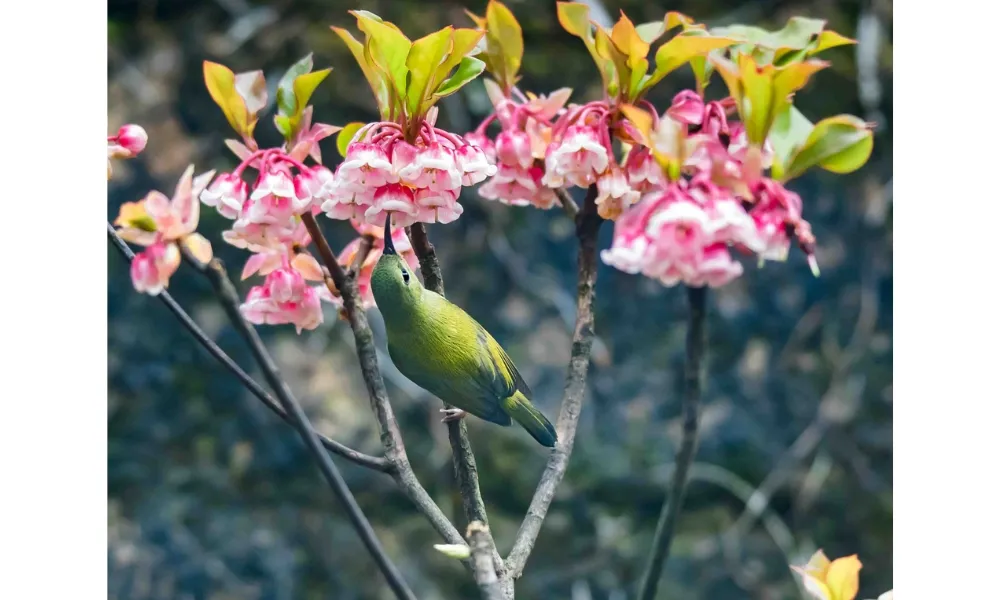 Đào chuông nở hoa đúng dịp Tết Nguyên đán, mang lại may mắn cho gia chủ