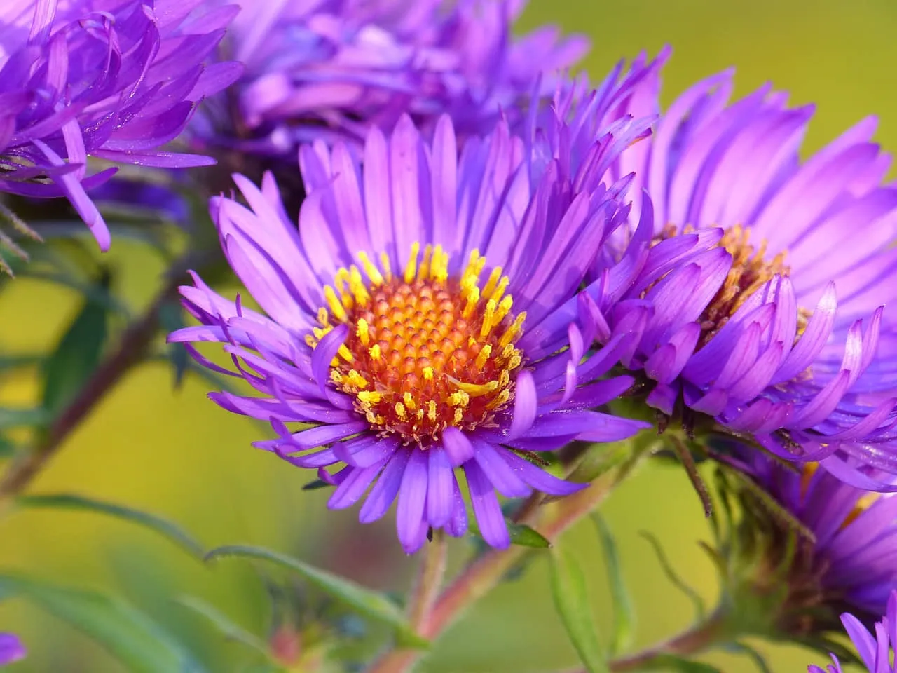 Đặt bầu đất cúc tím vào hố trồng