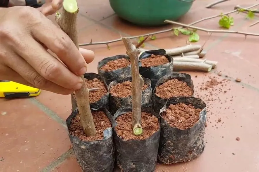 Đặt cành hoa giấy vào bầu đất giâm