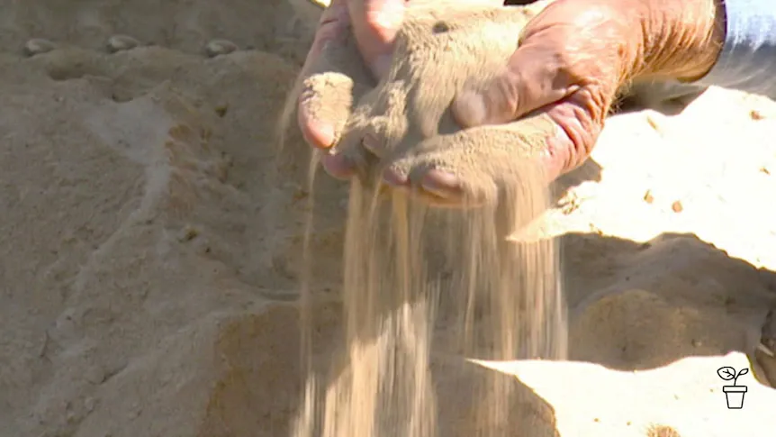 Đất cát nghèo chất dinh dưỡng, đòi hỏi phải bổ sung phân bón hữu cơ định kỳ để nuôi cây