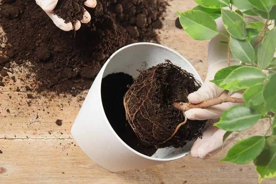 Đặt cây ăn quả trồng trên sân thượng vào chậu