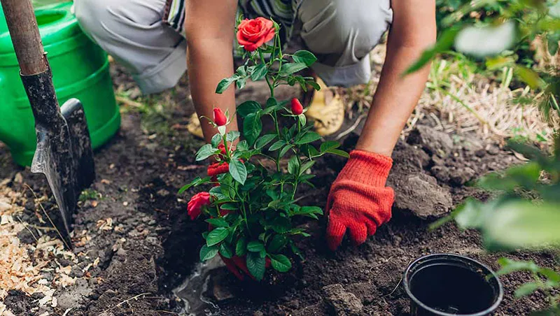 Đặt cây hoa hồng đúng độ sâu và nén đất nhẹ nhàng để đảm bảo rễ bám chắc và phát triển