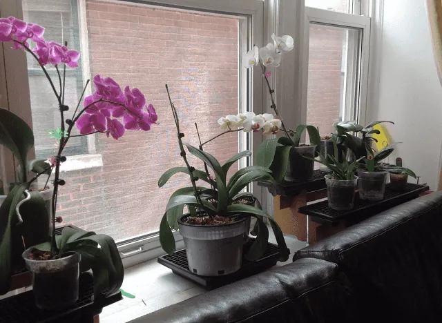 Đặt cây lan hồ điệp ở nơi có đủ độ thông thoáng, đủ ánh sáng và độ ẩm cần thiết