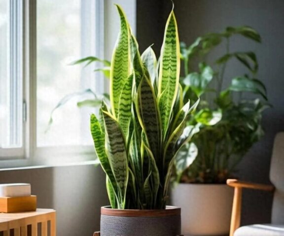 Cây Lưỡi Hổ Nên Trồng Ở Đâu: Hướng Dẫn Chi Tiết Vị Trí Tối Ưu Nhất