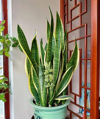 Cây Lưỡi Hổ Nên Trồng Ở Đâu: Hướng Dẫn Chi Tiết Vị Trí Tối Ưu Nhất