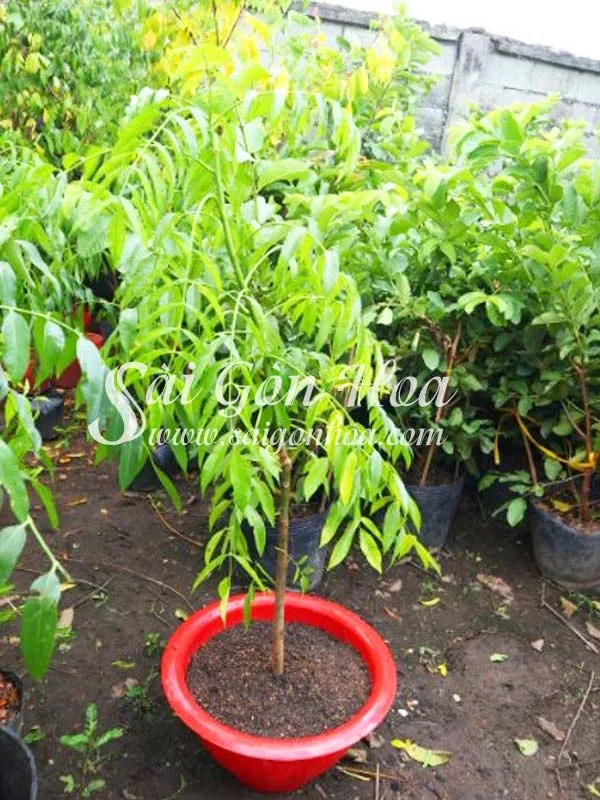 Đặt chậu cây cóc ở vị trí nhiều nắng, thoáng gió