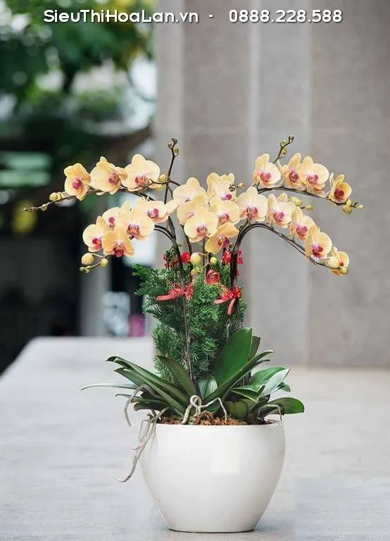 Đặt chậu cây ở những nơi có nhiều ánh sáng, tránh để lan hồ điệp gần khu vực bếp có nhiệt độ cao