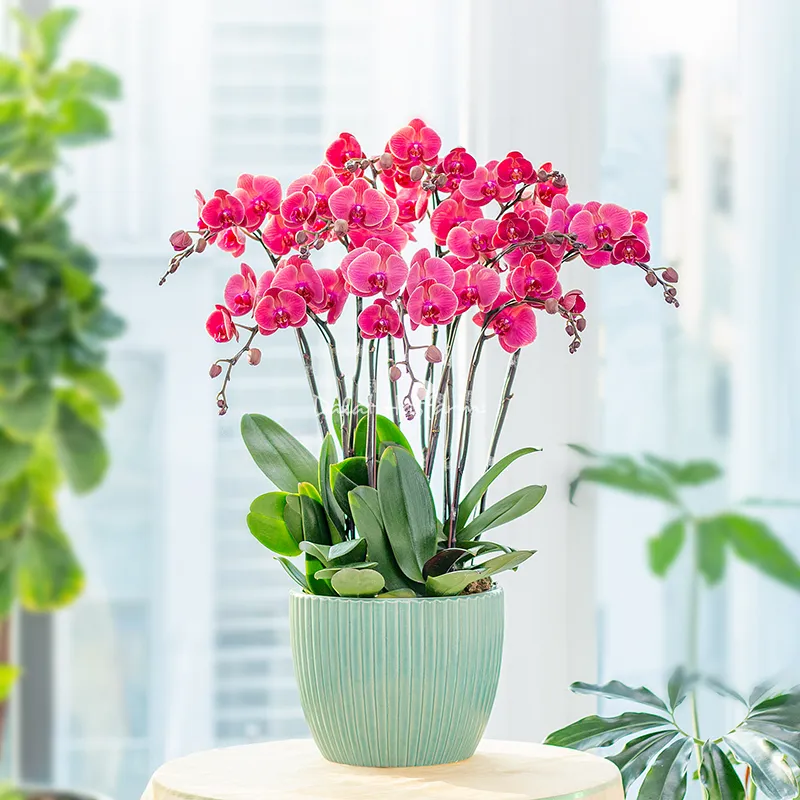 Đặt chậu Lan Hồ Điệp trong nhà, ở điều kiện ánh sáng bình thường, tránh ánh nắng trực tiếp để cây phát triển tốt nhất