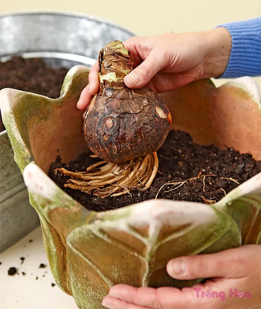 Đặt củ giống hoa loa kèn trong chậu ở vị trí trung tâm, rễ hướng xuống