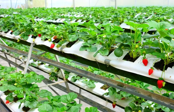 Đất đã trộn xong được cho vào máng để tiến hành gieo hạt dâu tây