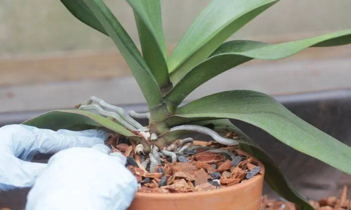 Đặt một lớp sỏi dưới đáy chậu để đảm bảo thoát nước tốt