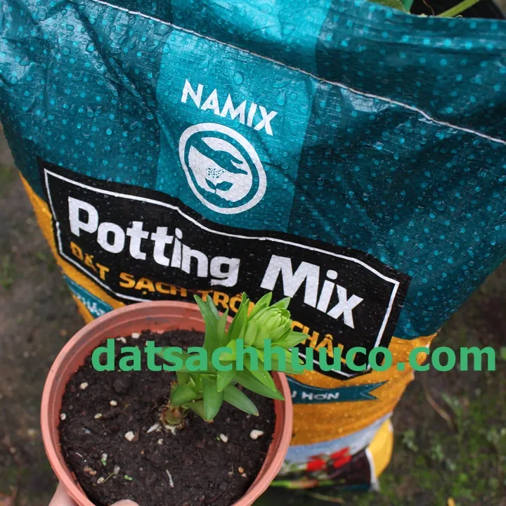 Đất sạch Namix trồng hoa ly
