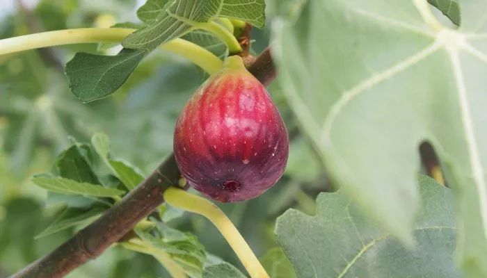 Đất trồng ảnh hưởng đến sự phát triển của cây sung Mỹ