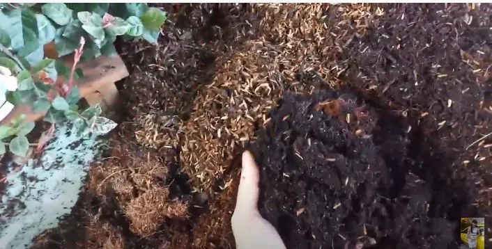 Đất trồng cần tơi xốp và giàu chất hữu cơ để cây thằn lằn phát triển