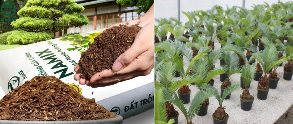 Đất trồng cây cảnh NAMIX giúp Vạn Tuế phát triển tốt