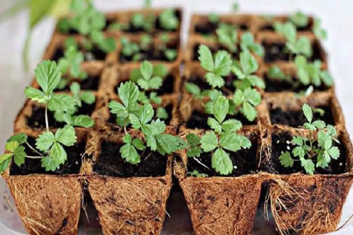 Đất trồng cây dâu tây đã được xử lý xong cho vào giỏ xơ dừa