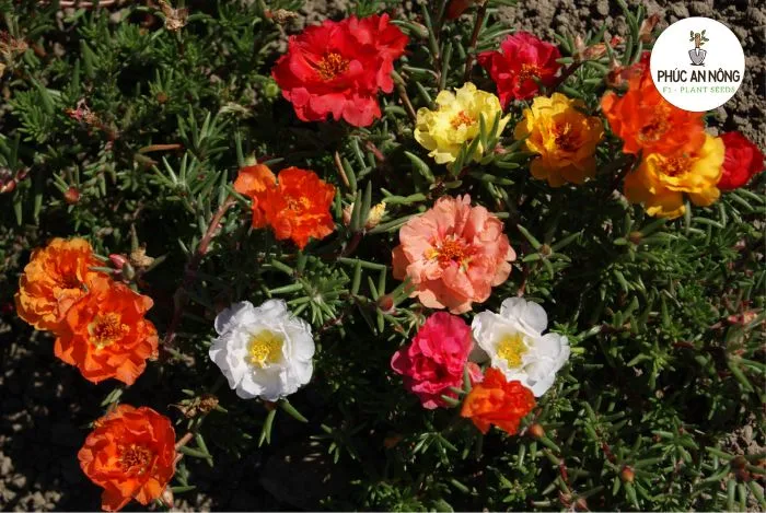 Đất trồng cây hoa mười giờ