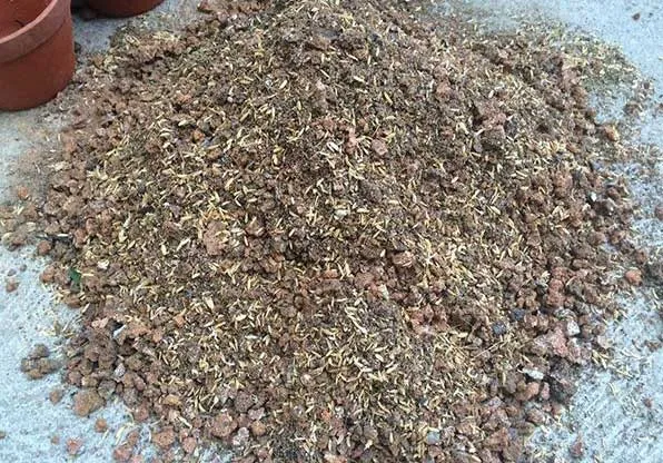 Đất trồng cây lộc vừng mới bứng cần được trộn xỉ than và trấu để tăng độ tơi xốp