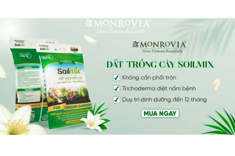 Đất trồng cây Soilmix của Monrovia cung cấp đầy đủ dinh dưỡng cho hoa hồng