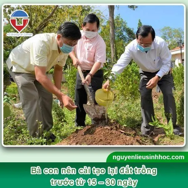 Đất trồng cây vú sữa nên có nhiều dinh dưỡng, không chứa mầm bệnh gây hại cho cây