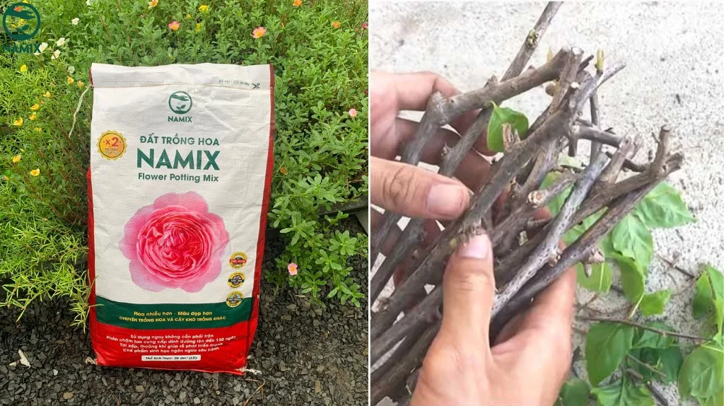 Đất trồng chuyên dụng giàu dinh dưỡng được sử dụng để tối ưu cách trồng hoa giấy ra nhiều hoa