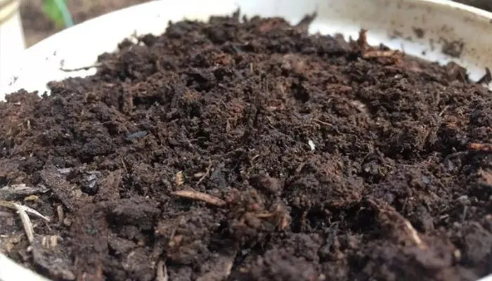 Đất trồng lá dứa