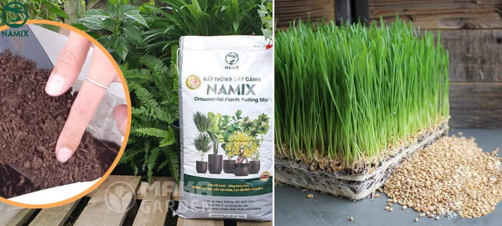 Đất trồng tơi xốp, có đất thịt và giàu dinh dưỡng